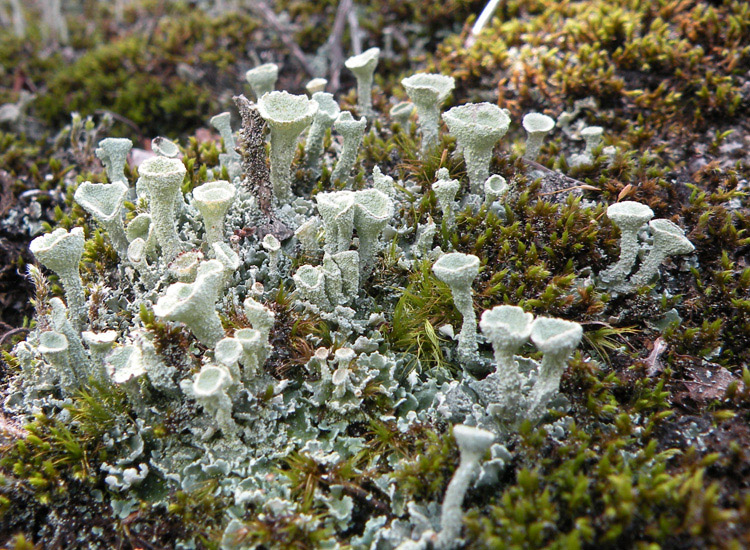 Tutte Cladonia pyxidata?